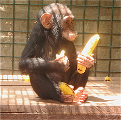 Monkey_banana